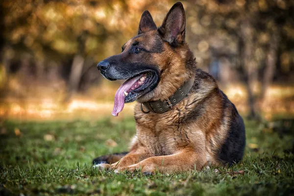 Alsaské policejní pes německý ovčák — Stock fotografie