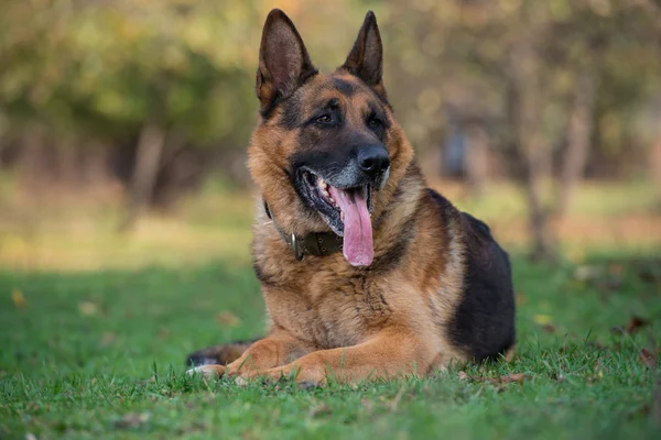 Tedesco pastore cane posa su erba — Foto Stock