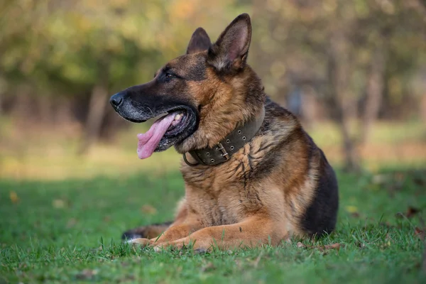 Porträtt av tysk herdehund — Stockfoto