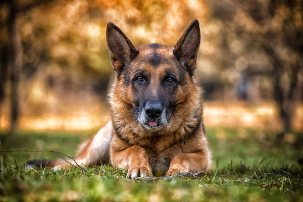 Cão pastor alemão olhando para a câmera — Fotografia de Stock