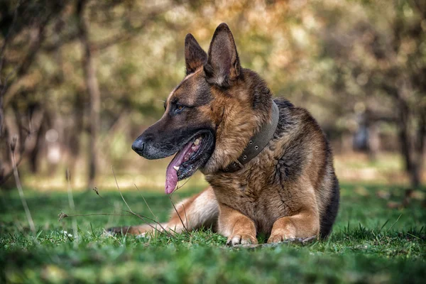 Dog German Shepherd — Stock Photo, Image