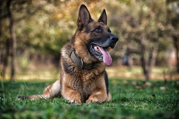 German Shephard Dog Laying — Stock Photo, Image