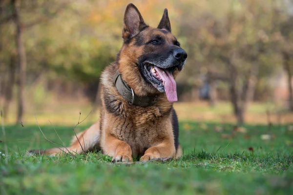 Cão pastor alemão — Fotografia de Stock