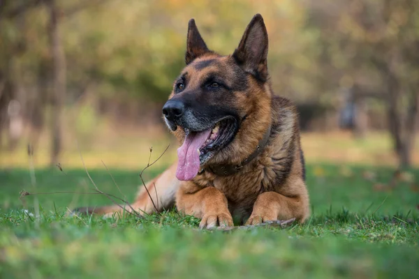 Retrato del perro pastor alemán —  Fotos de Stock
