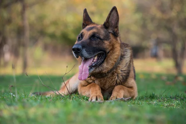 Alman çoban köpeğinin portresi