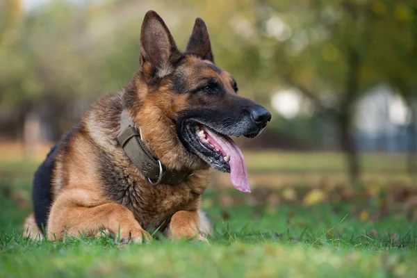 Pies Owczarek niemiecki — Zdjęcie stockowe