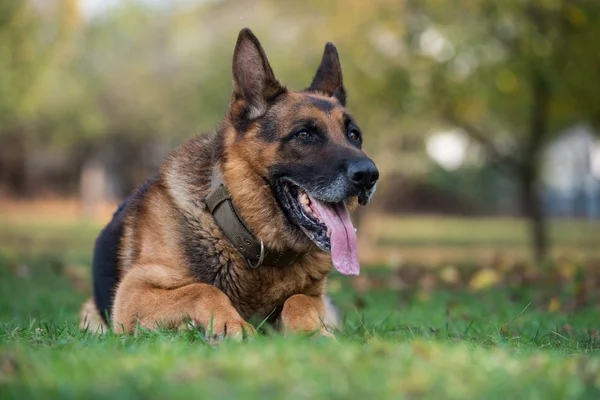Portrait Of German Shepherd Dog — Stock Photo, Image