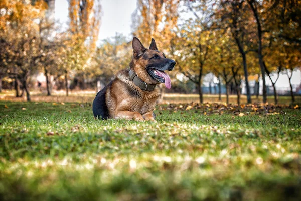 Dog German Shepherd — Stock Photo, Image