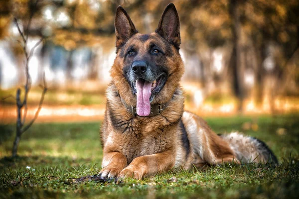 German Shepherd Portrait — Stock Photo, Image