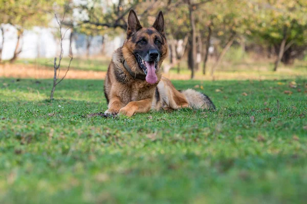 Porträtt av tysk herdehund — Stockfoto