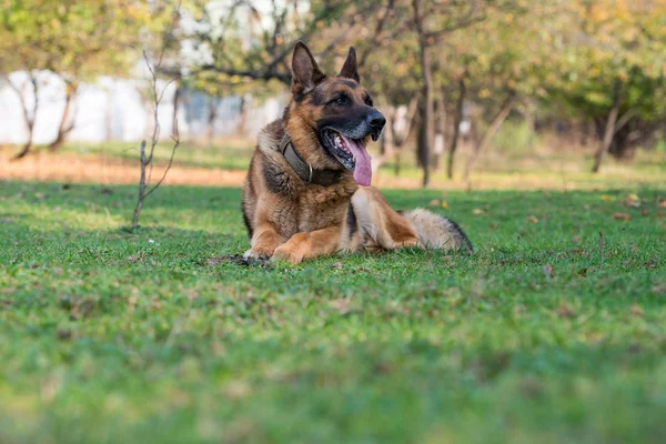 Alemão shephard cão postura — Fotografia de Stock