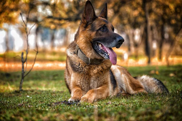 Pastor alemão cão deitado na grama — Fotografia de Stock