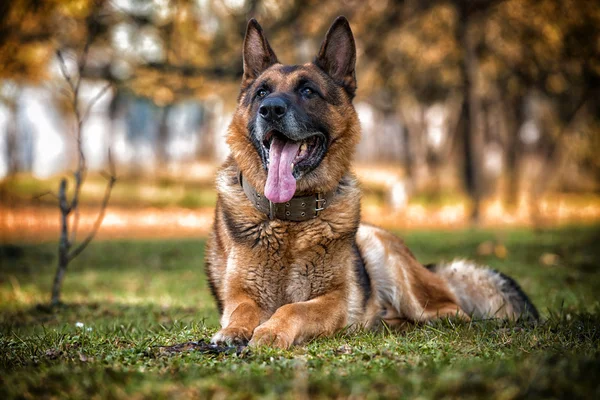 Hund tysk herde — Stockfoto