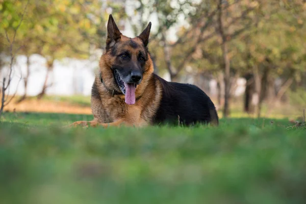 Cão pastor alemão — Fotografia de Stock