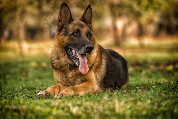 German Shepherd Dog Laying On Grass — Stock Photo, Image