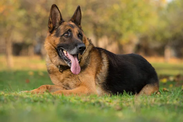 Porträtt av tysk herdehund — Stockfoto