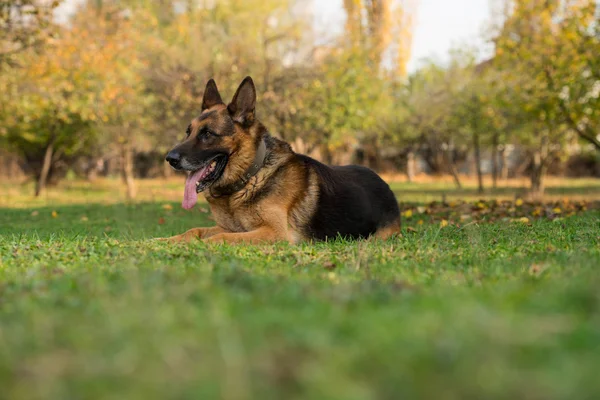 Cão pastor alemão — Fotografia de Stock