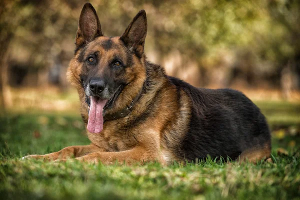 草の上に敷設ジャーマン ・ シェパード犬 — ストック写真
