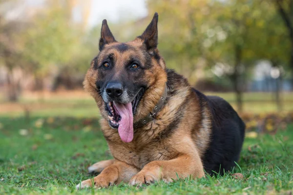 Portrait de chien berger allemand — Photo