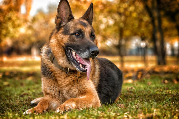 Schäferhund auf Gras liegend — Stockfoto