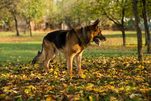 German Shepherd Portrait Side View — Stock Photo, Image