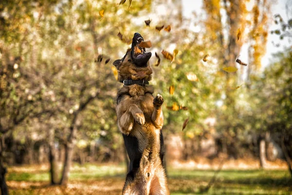 Köpek Alman çoban atlama — Stok fotoğraf