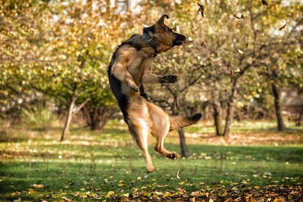 Köpek Alman çoban atlama — Stok fotoğraf
