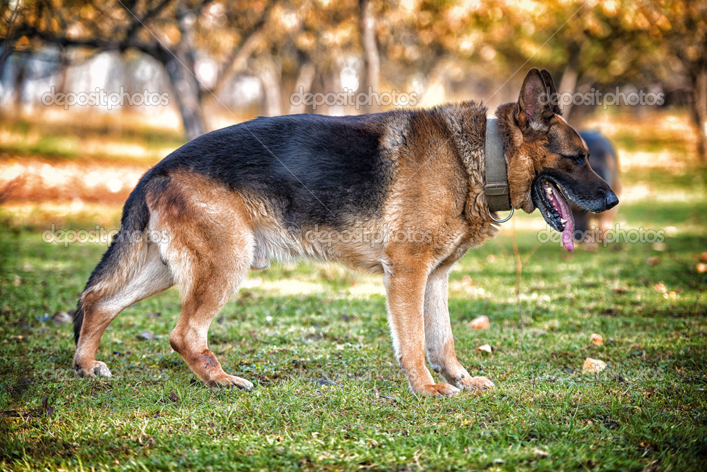 German Shepherd Portrait Side View — Stock Photo © ibrak #37770839