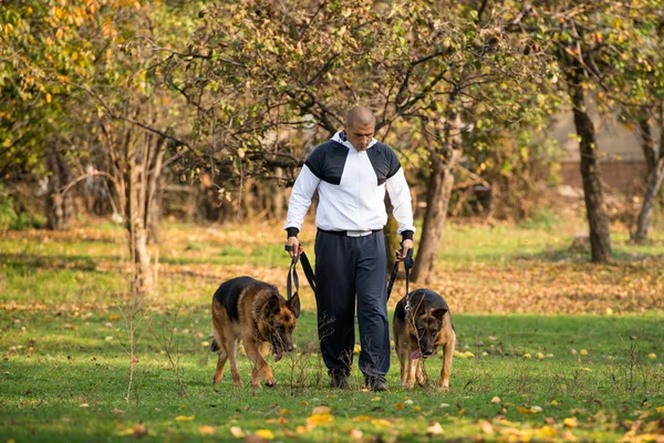 Dorosły człowiek chodzić na zewnątrz z jego psy Owczarek niemiecki — Zdjęcie stockowe