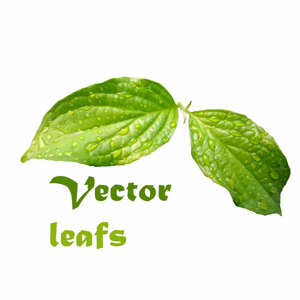 Vector hojas verdes realistas — Archivo Imágenes Vectoriales