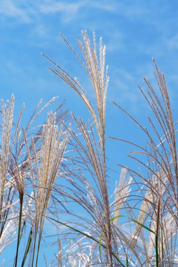Miscanthus açık mavi gökyüzüne karşı panikliyor. Miscanthus Sinensis, Eulalia, Japon gümüşü çimeni. Soyut doğal arkaplan