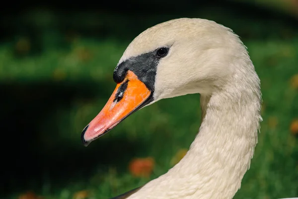 Detailní Záběr Němé Labutě Zeleném Pozadí Slunečného Dne Profil Hlavy — Stock fotografie