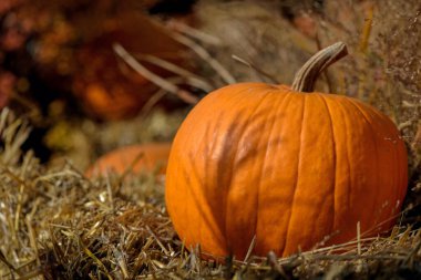 Güneşli bir günde tek portakal kabağı. Boşluğu kopyala
