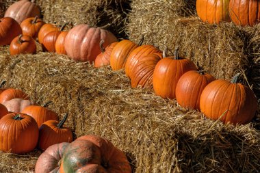 Saman balyalarının üzerinde olgun balkabakları. Cadılar Bayramı ve Şükran Günü için sonbahar dekorasyonu