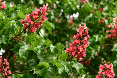 Bahar güneşinde açan kırmızı at kestanesi ağacı. Seçici odak