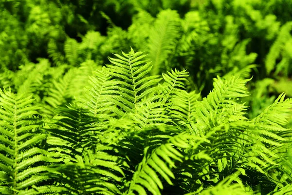 背景のシダ 晴れた日には緑豊かなシダの葉 自然な明るい植物の質感 選択的焦点 — ストック写真