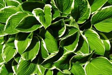 Beyaz kenarlı yeşil yapraklar. Güneş ışığında taze, yemyeşil bir bitki. Doğal arka plan. Seçici odak