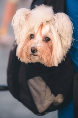 Cute Maltese lapdog sitting in backpack of his owner looking to the camera. Head of dog peaking up from bag. Concept of traveling together with pets. Closeup