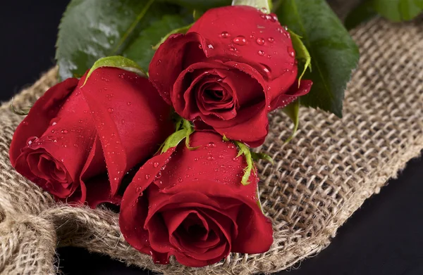 Красные розы Стоковое Изображение