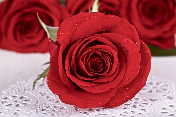 Rosas rojas — Foto de Stock