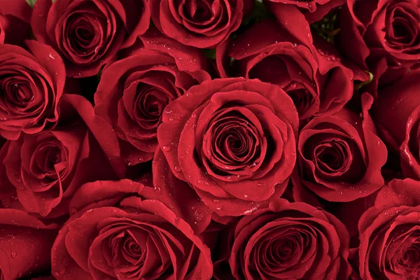 Tło czerwone róże — Zdjęcie stockowe
