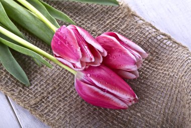 Pink tulips clipart