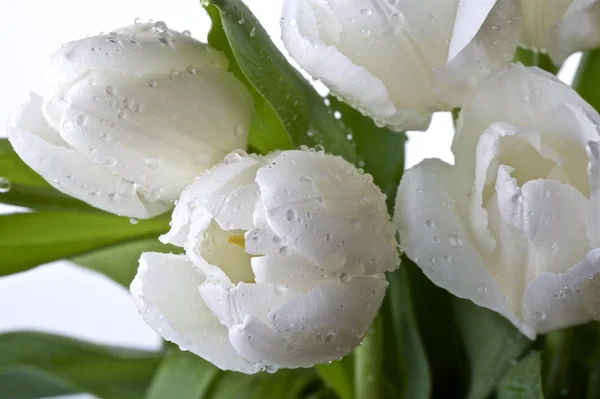 Белые тюльпаны Лицензионные Стоковые Изображения