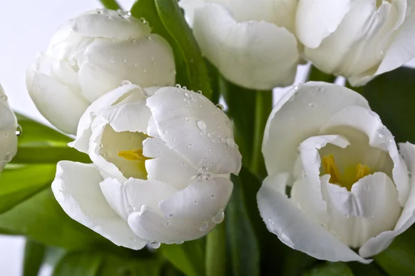 Белые тюльпаны Стоковое Фото