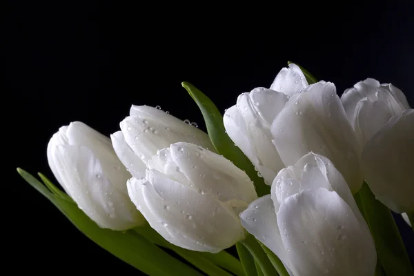 Белые тюльпаны Стоковое Изображение