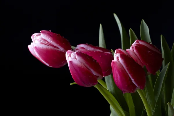 Розовый тюльпан Лицензионные Стоковые Фото