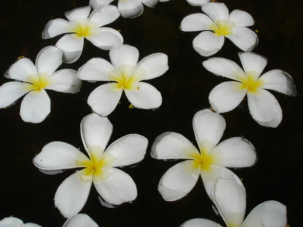 Frangipani sobre el agua