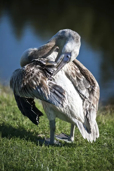 Pellicano — Foto Stock