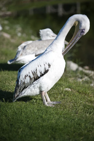 Pelican — Stock Photo, Image