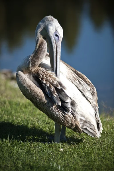 Pelikaan — Stockfoto